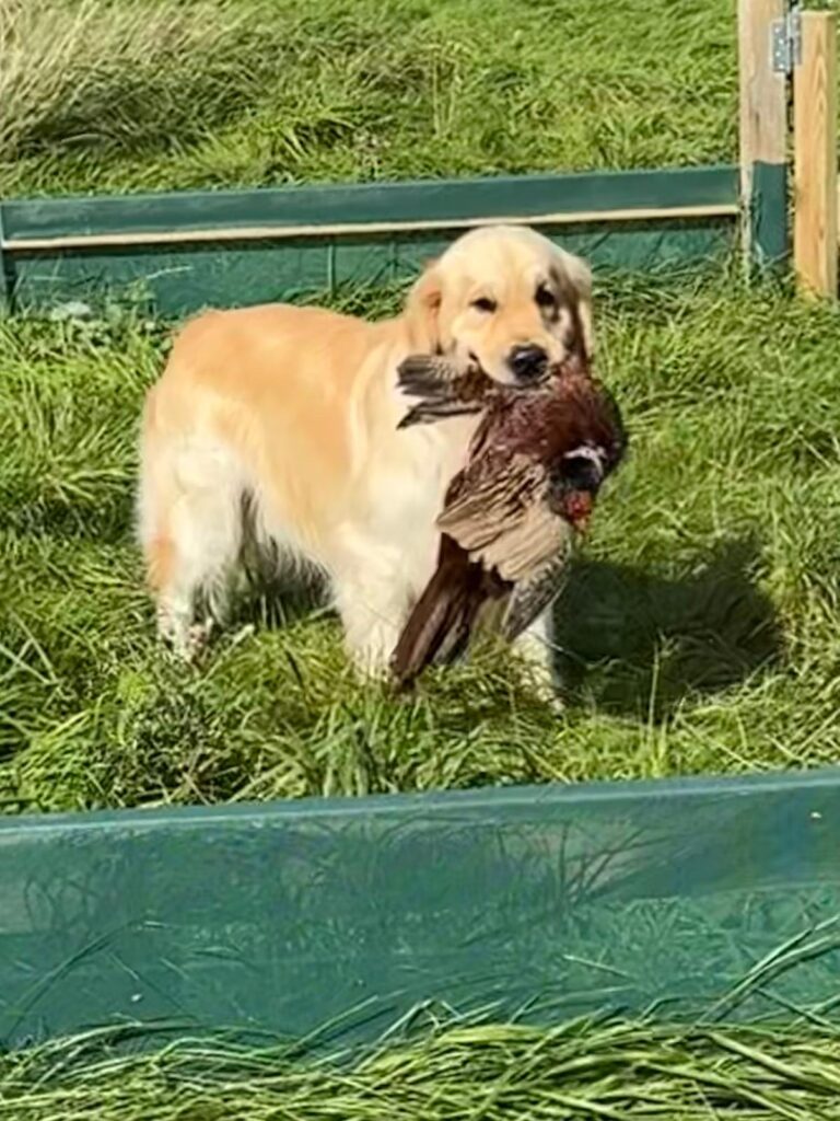 A golden retriever proudly holding a pheasant during a cold game workshop, showcasing its natural retrieving instincts and focus during training.