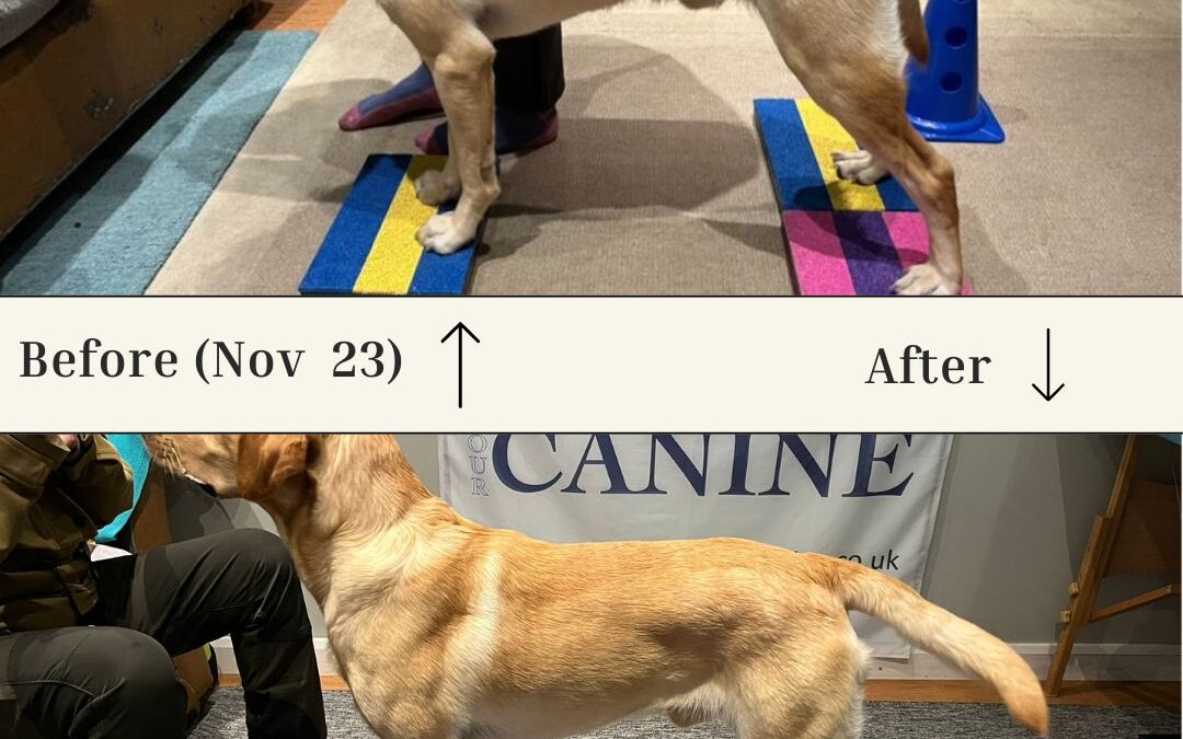 Rehabilitation for Elbow Dysplasia in Dogs: Wilf’s Inspiring Journey