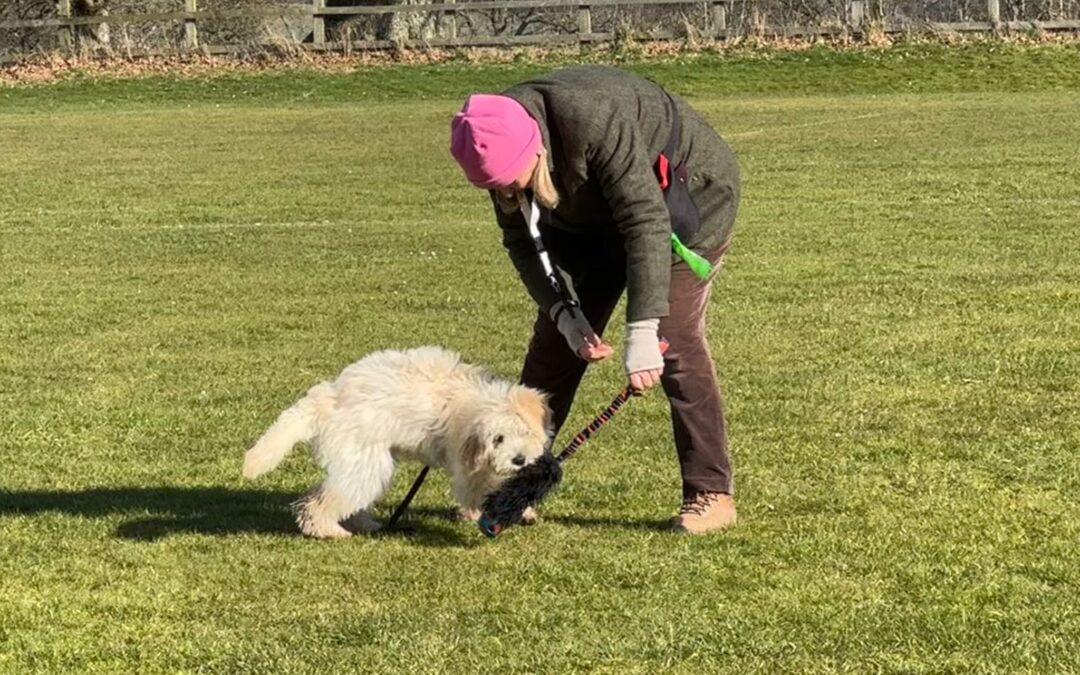 Does Playing Tug with Your Gundog Really Cause a Hard Mouth?